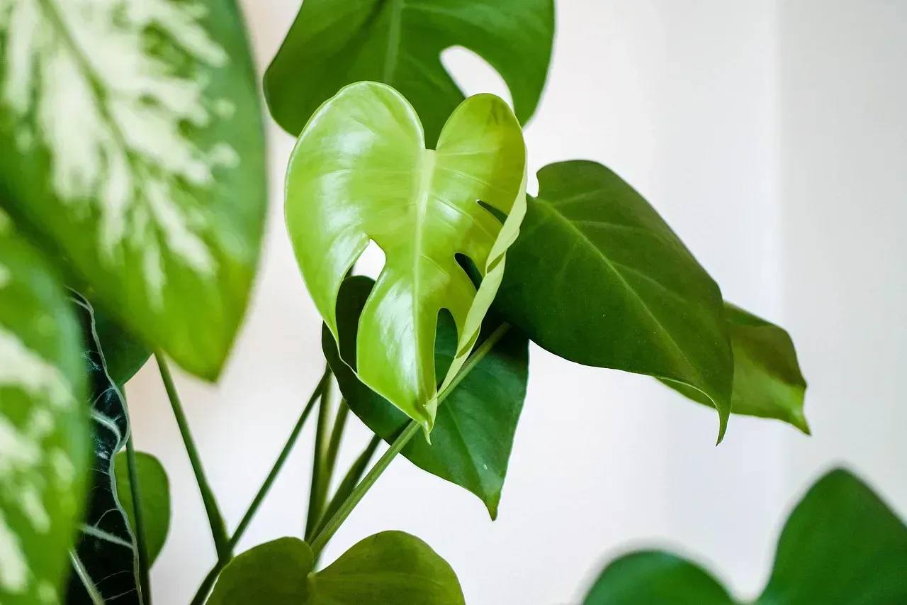 Rośliny do ciemnych pomieszczeń — monstera i difenbachia