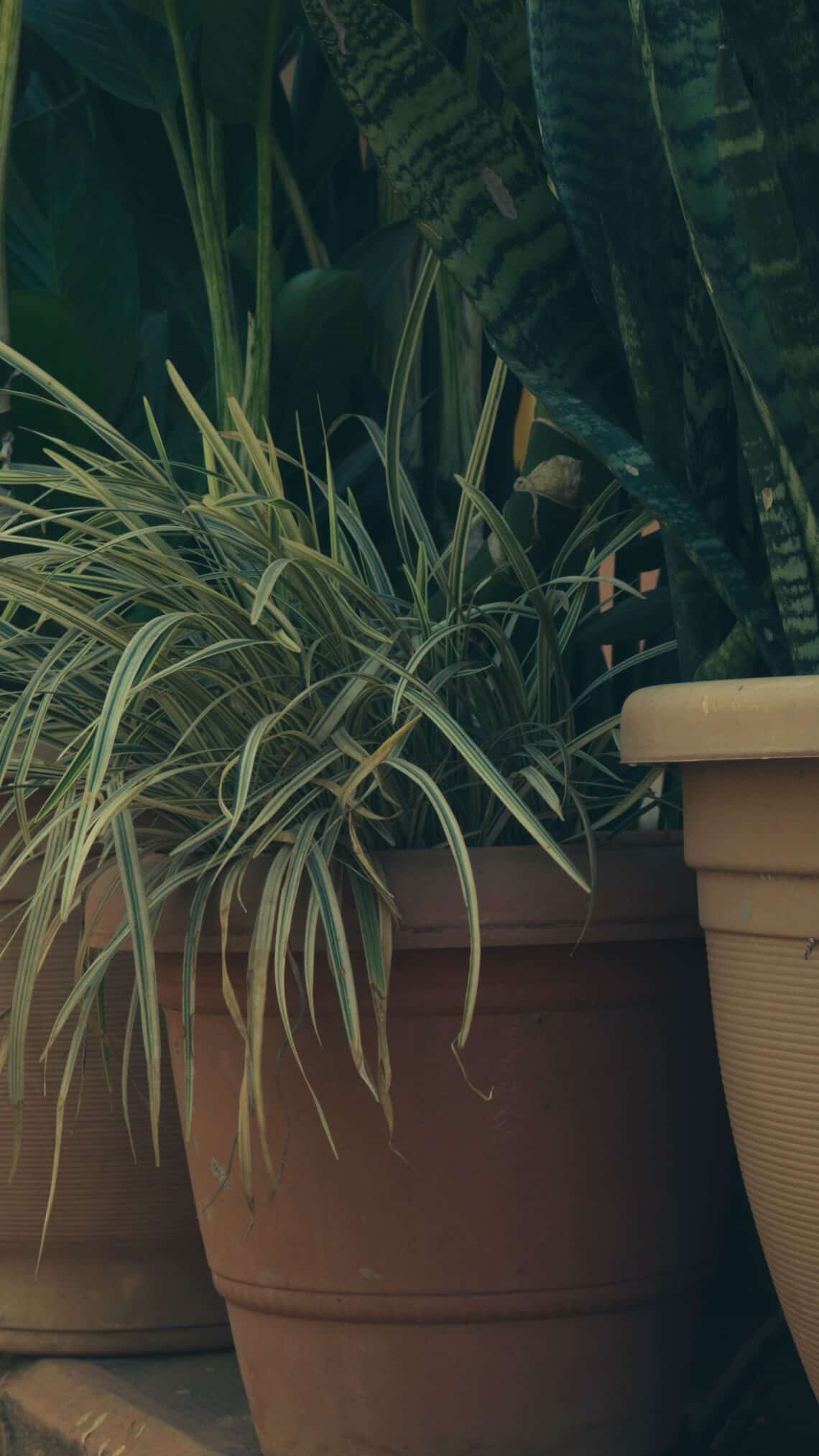 rośliny do słonecznych pomieszczeń -