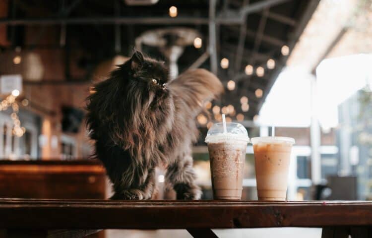 szkodliwe produkty spożywcze dla kotów - kawa