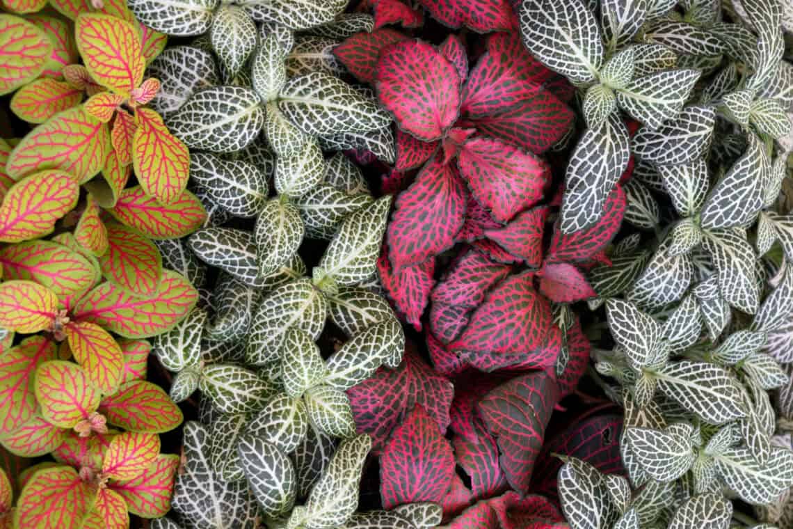 Fittonia
