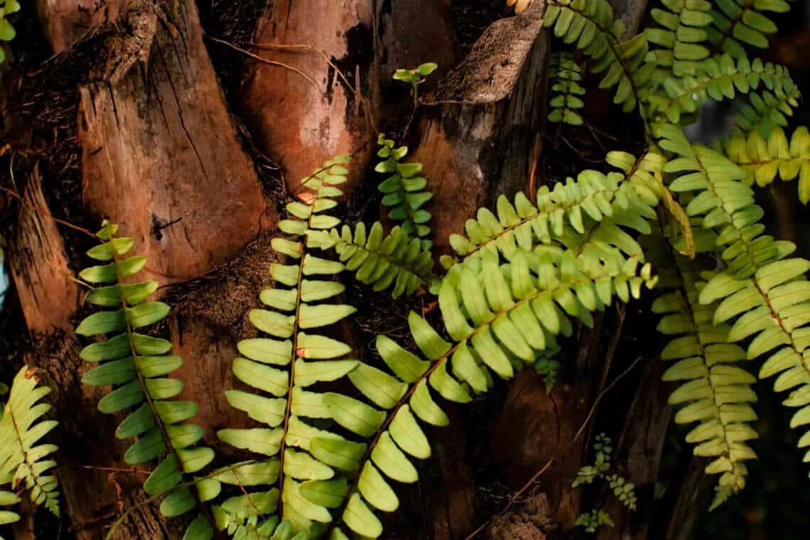 Nefrolepis wyniosły